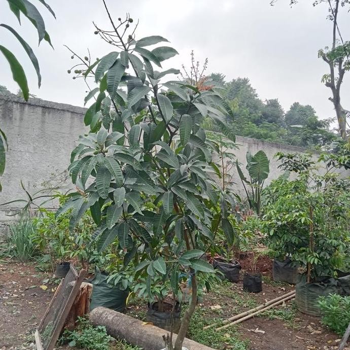 Pohon Mangga Kweni Berbuah/Bibit Pohon Mangga Kweni Sudh buah PREMIUM