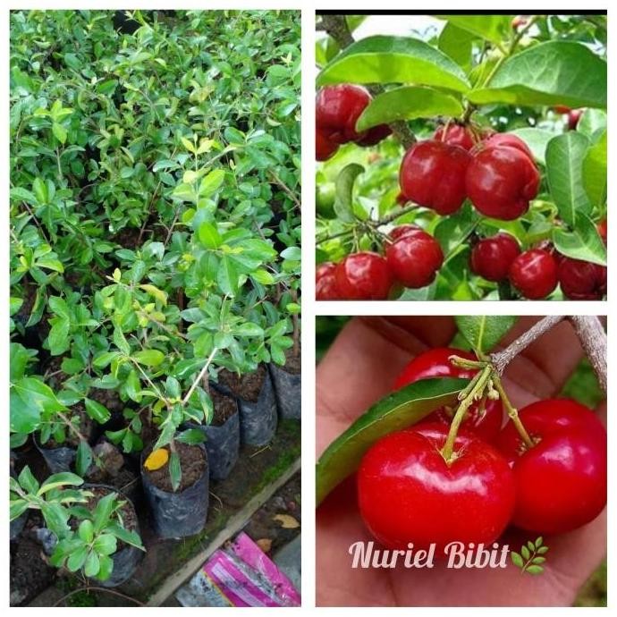 PREMIUM bibit Chery/ceri/cerry vietnam pohon tanaman buah bisa berubah