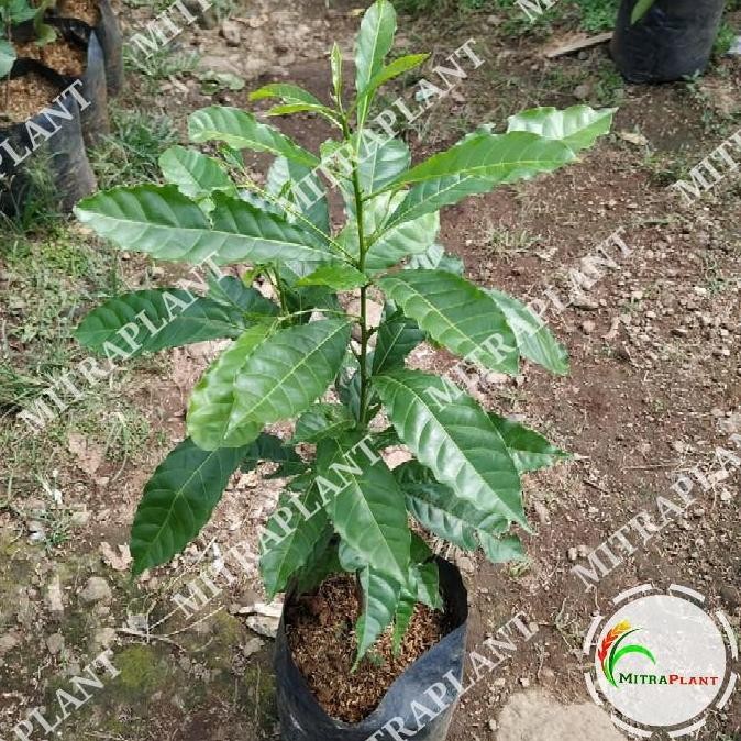 Bibit Pohon So Abiu - Buah So Abiu tralia - Tanaman So Abiu PREMIUM