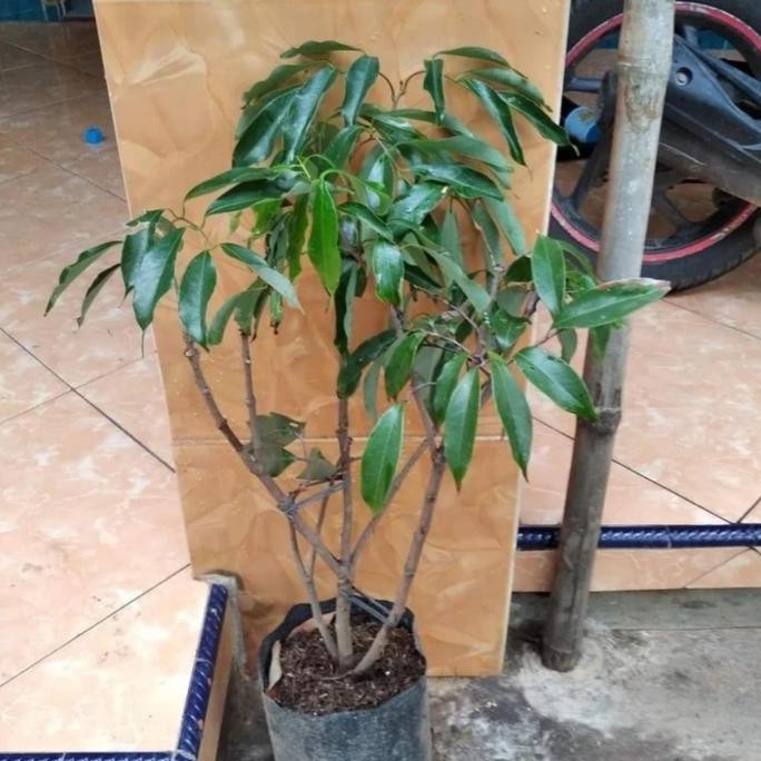 bibit tanaman buah leci merah leci com pohon leci merah cangkok PREMIUM