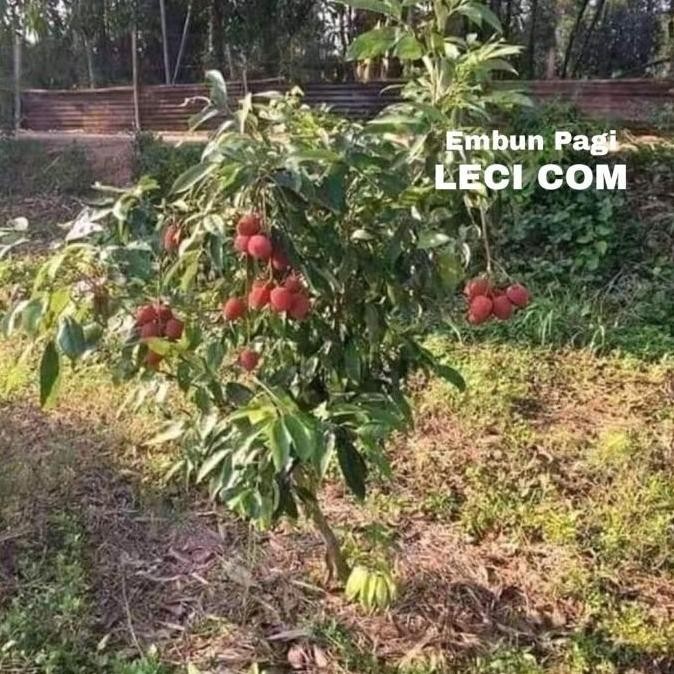 BIBIT POHON BUAH LECI COM DATARAN RENDAH CEPAT BERBUAH DARI CANGKOK PREMIUM