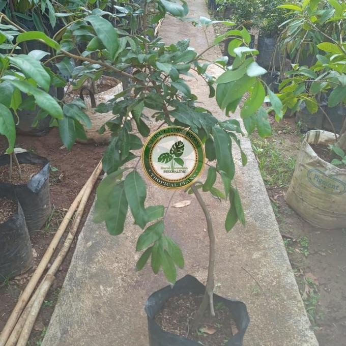 PREMIUM Bibit Pohon Kelengkeng Itoh / Tanaman Buah Lengkeng Itoh Super