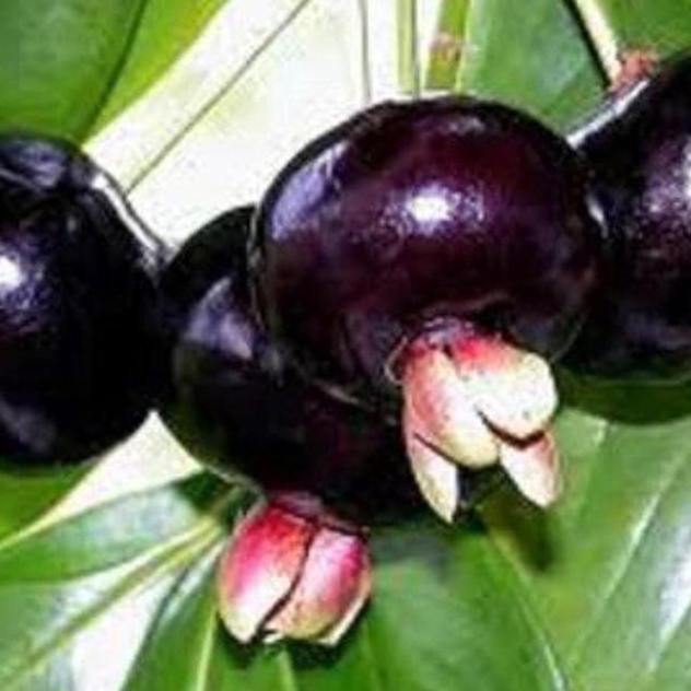 Tanaman Bibit Buah Cherry Black Pitomba PREMIUM