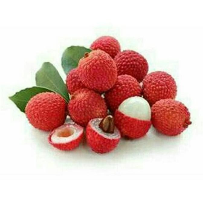 Bibit Buah Leci/Lychee Kom/Merah Super Unggul PREMIUM