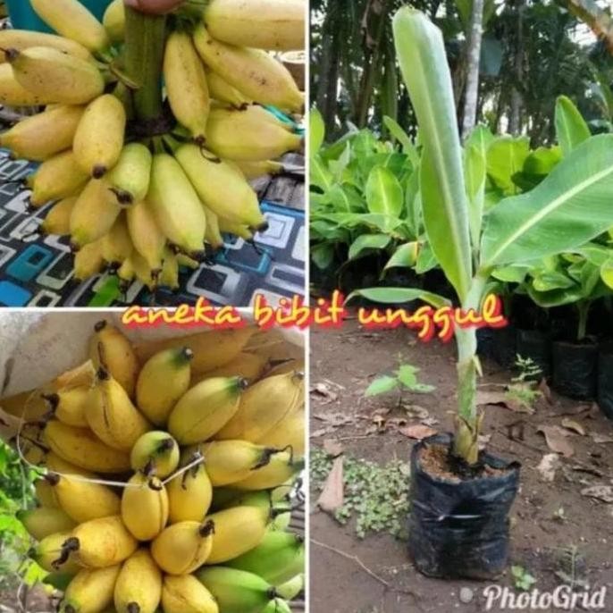 PREMIUM bibit tanaman buah pisang mas / pohon buah pisang emas bibit unggul