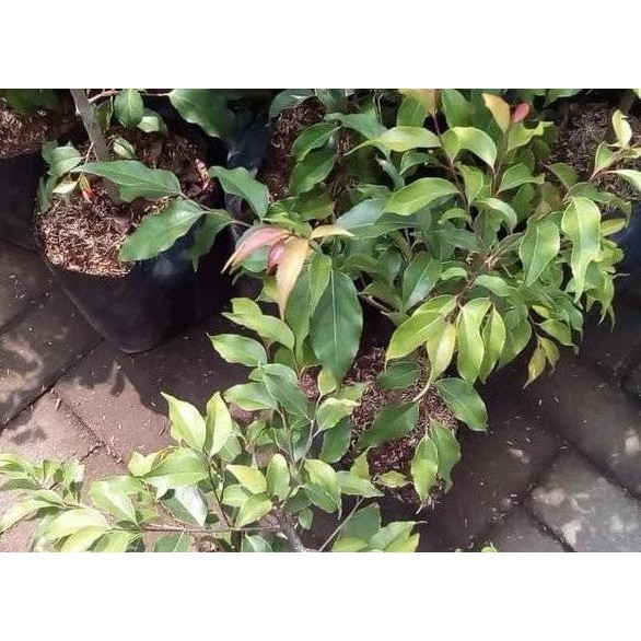 Bibit Tanaman Buah Plum ssie-Bibit Buah Plum si PREMIUM