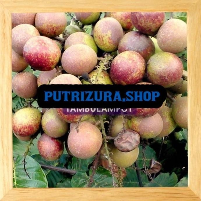 Bibit Tanaman Buah Matoa Okulasi Stek Cangkok PREMIUM