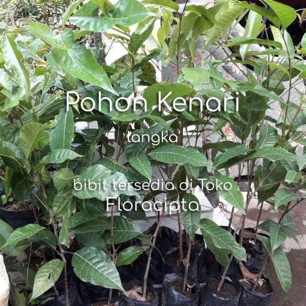 PREMIUM Pohon Kenari Bibit Tanaman Buah Kenari Bumbu Rempah Dapur Herbal