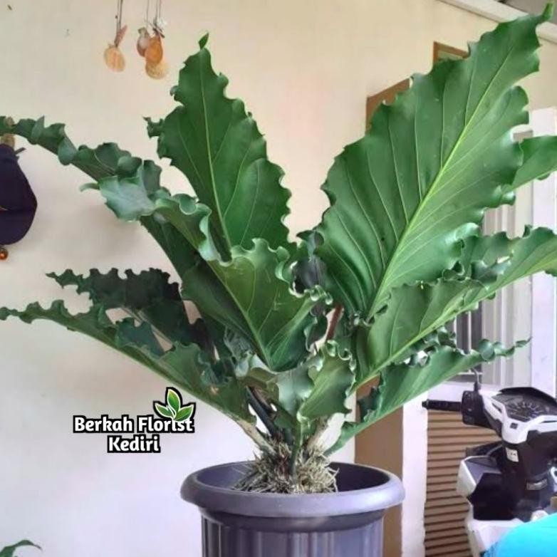 Berkualitas Jual Tanaman Hias Anthurium Gelombang Cinta - Sudah Besar Siap pajang - Di Jamin Hidup M