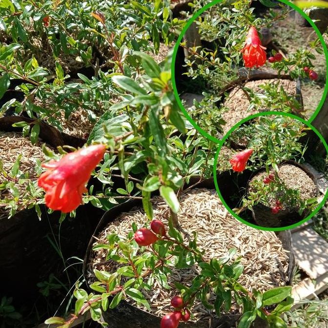 PREMIUM Bibit Buah Delima Turki Merah Jumbo Kondisi Berbunga | Buah Delima