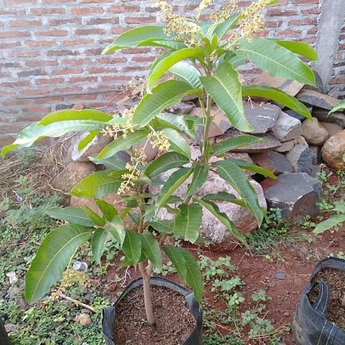 PREMIUM bibit buah mangga Chokanan berbunga