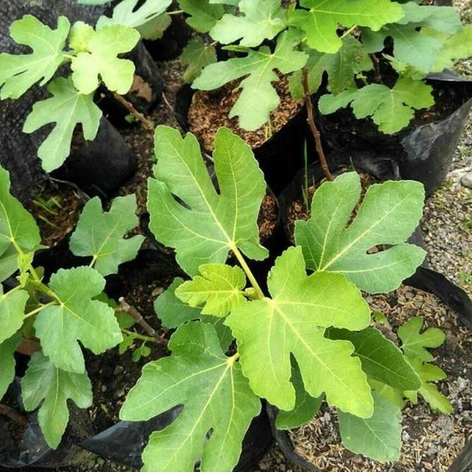 PREMIUM Pohon Tin Bibit Tin Dn Tin Buah Tin Buah Ara Tanaman Tin