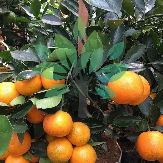 PREMIUM bibit tanaman buah jeruk mandarin-bibit buah jeruk mandarin siap buah