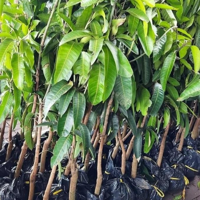 PREMIUM / bibit tanaman buah mangga / pohon mangga cangkokan