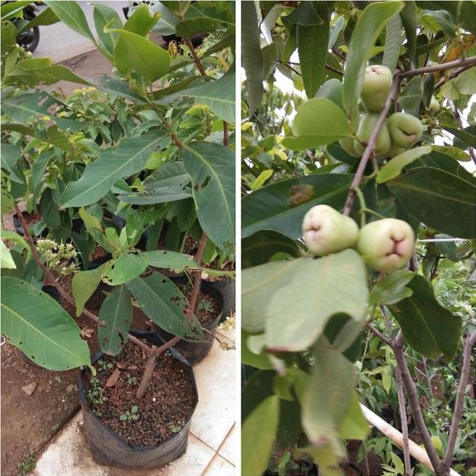 PREMIUM bibit pohon buah jambu air madu deli//tanaman buah jambu air madu deli