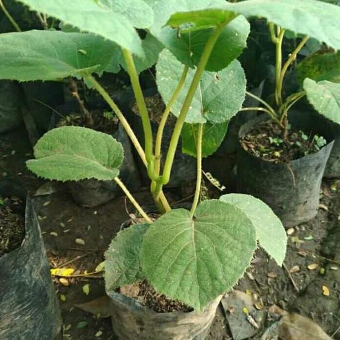 PREMIUM Bibit Buah Kiwi Golden | Kuning Okulasi Cepat Berbuah | Buah Kiwi