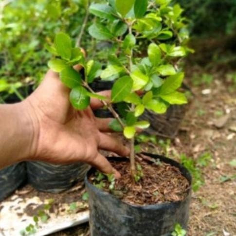PREMIUM bibit bai buah sianci / cerry barbados