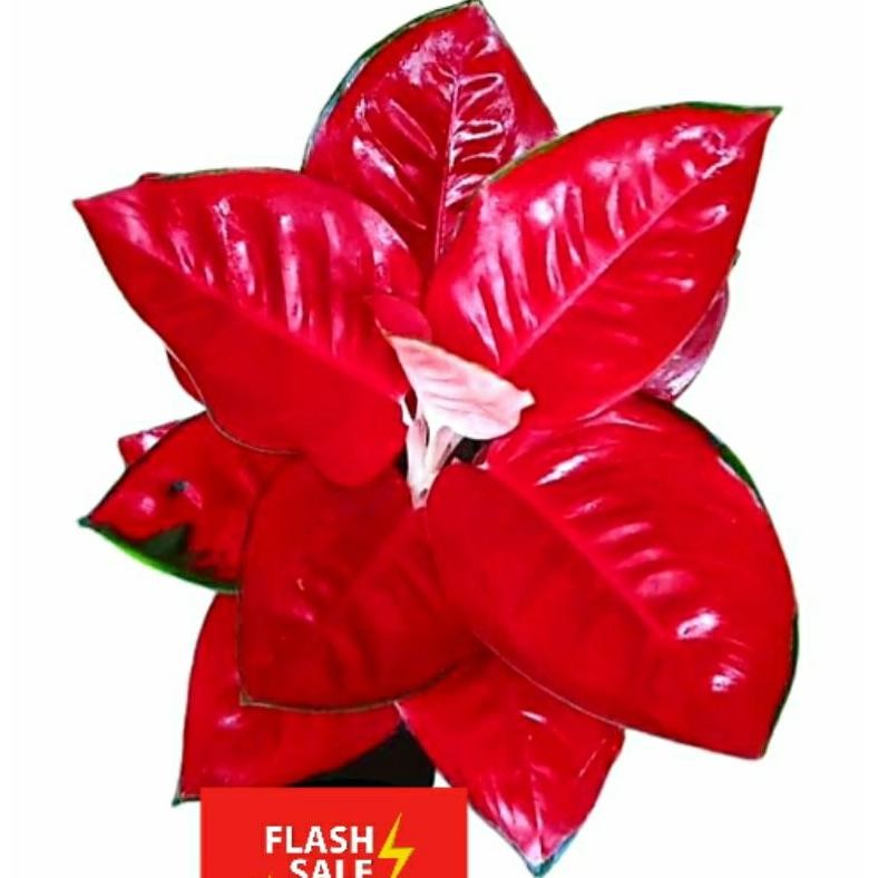 Berkualitas Aglonema Suksom Jaipong Indoor Besar Sehat MURAH