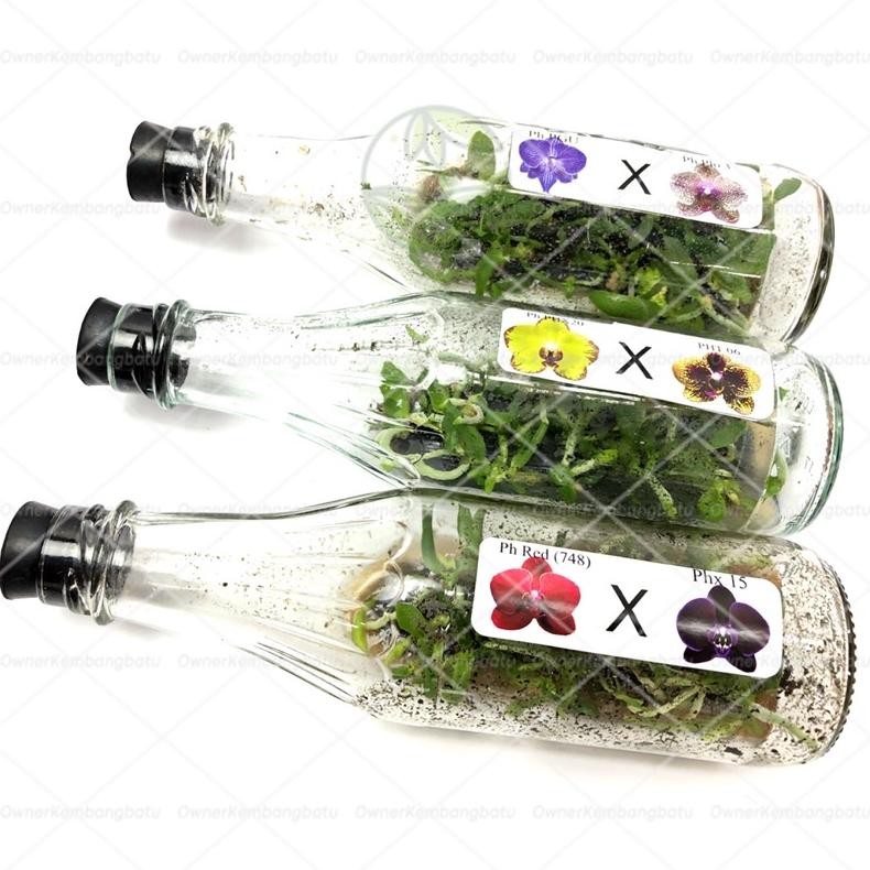 Bibit Tanaman Bunga Anggrek Dalam Botol - Anggrek Botol Bulan / Dendrobium / Vanda MURAH