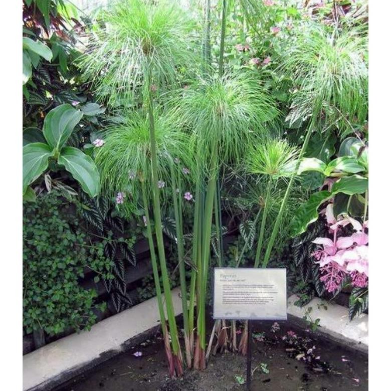 bibit tanaman hias giant papyrus MURAH
