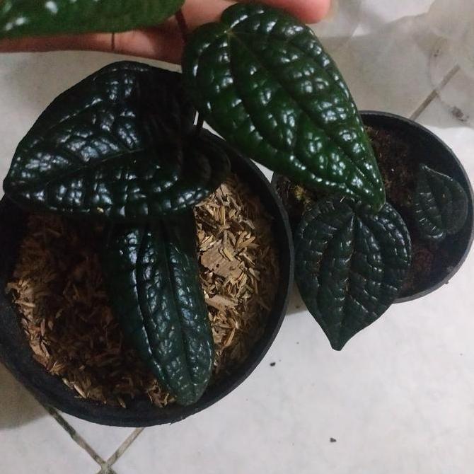 promo paket 2 pot tanaman sirih hitam asli langka