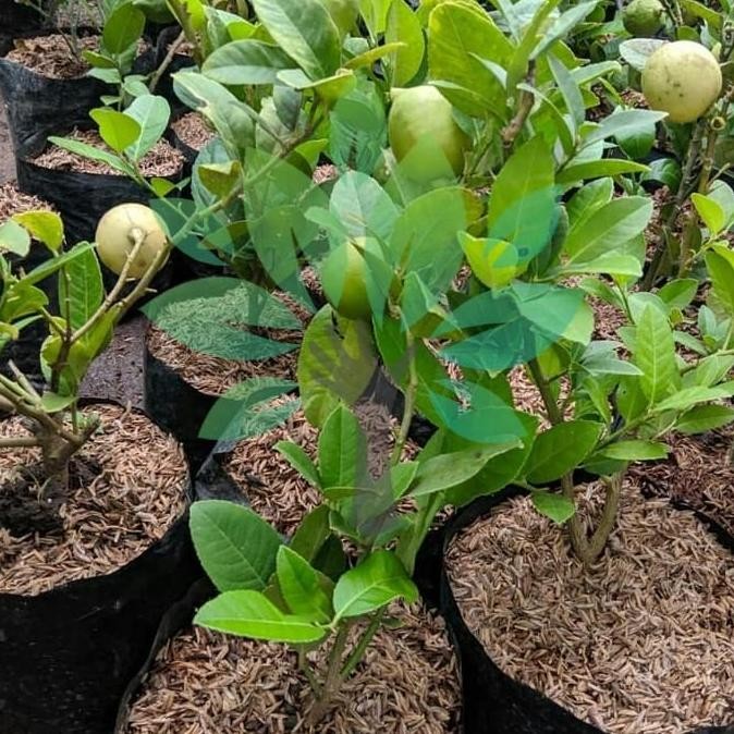 PREMIUM bibit tanaman buah lemon california berbuah-bibit lemon berbuah asli