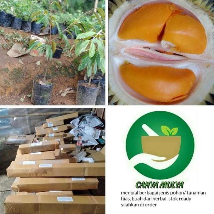 bibit pohon buah durian lai - lay - tinggi 40-60 cm okulasi GB15 fres PREMIUM