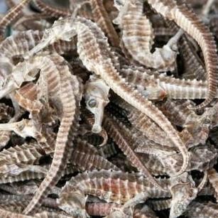 (Allthebest) kuda laut kering asli besar 8cm 3biji