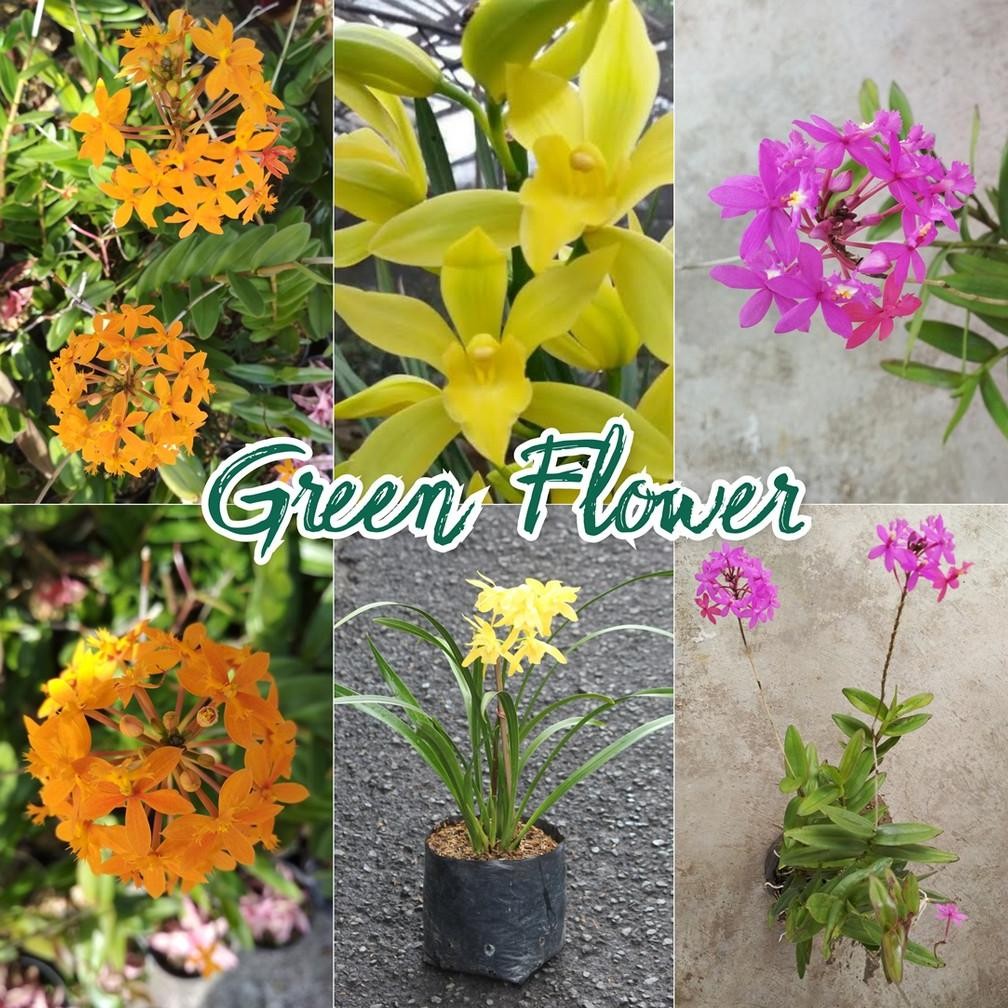 Paket 3 Jenis Anggrek Tanah MURAH