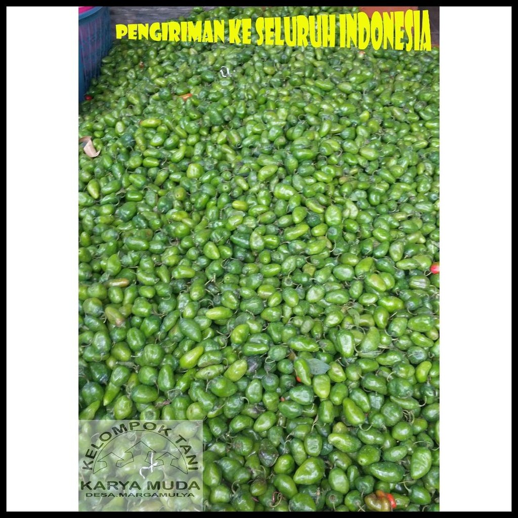 

CABAI GENOT FRESH PAKET HEMAT CABAI GENDOT SEGAR ASLI KAB BANDUNG