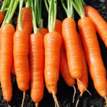 Benih Bibit Unggul Wortel Organik - Buah Besar Non GMO Isi 50 Biji