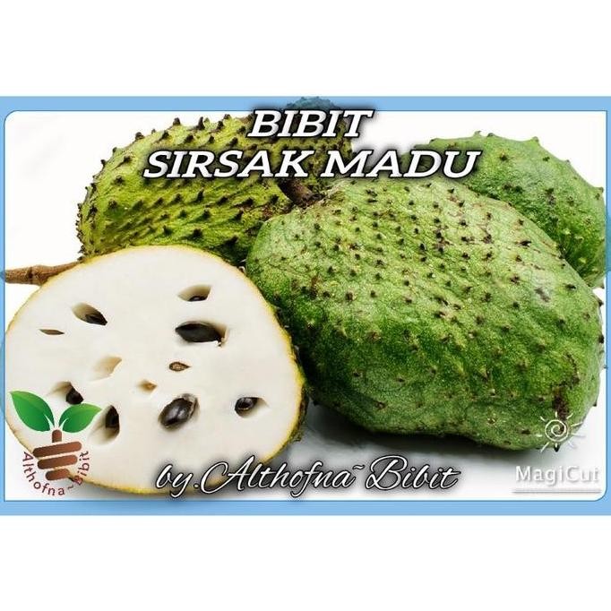 KLITAS Bibit Tanaman Buah Sirsak jumbo Pohon Sirsak Jumbo Bibit Sirsak VALID