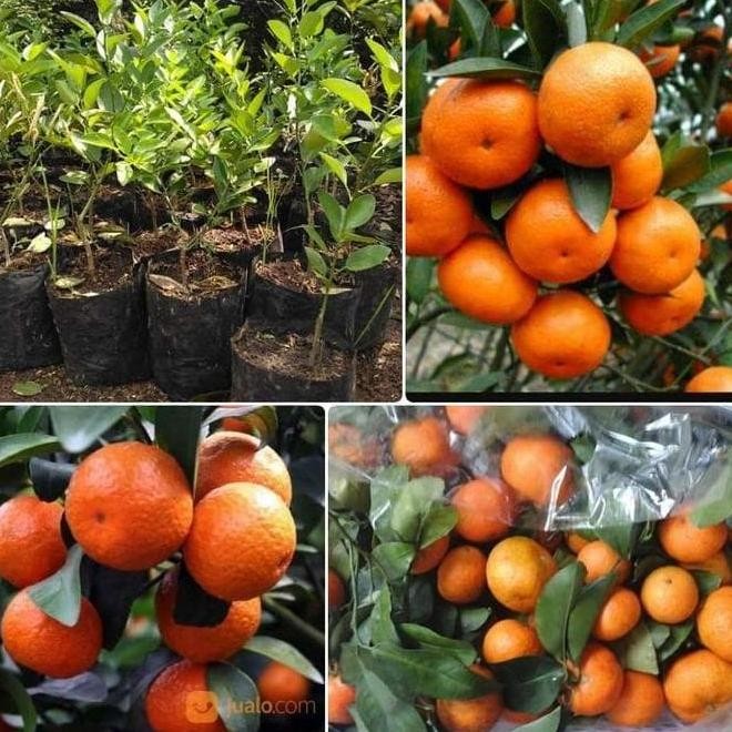 BIBIT JERUK SANTANG MADU ASLI BERBUAH SUPER HASIL CANGKOK MELAYANI COD VALID