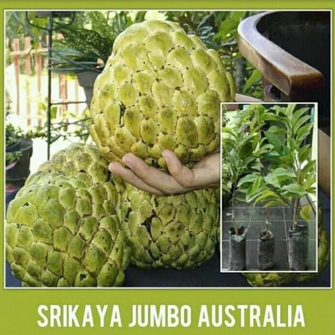 bibit buah buahan cangkok dalam pot bibit buah srikaya jumbo MMMM VALID