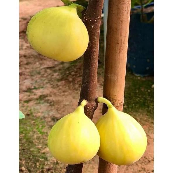 bibit buah tin LSU GOLD fresh cangkok,, buah tin kuning jumbo VALID