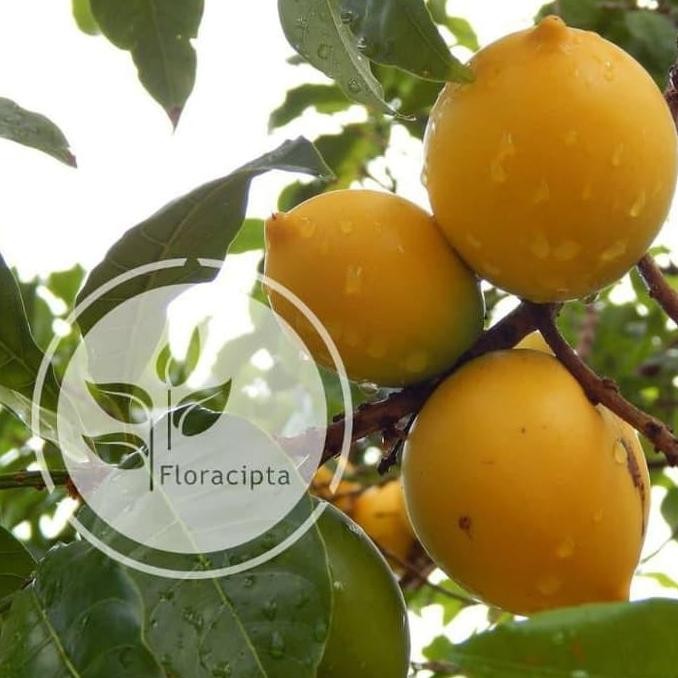 Bibit Sawo Abiu Pohon Sawo Abiu Bibit Pohon Sawo Abiu Sawo Australia VALID