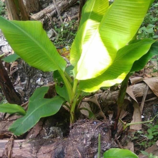 Pisang Emas - Pisang Mas - Bibit Tanaman Buah Pisang Emas BEST ATV