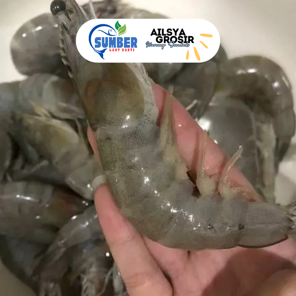 

UDANG VANAME BESAR SEGAR FRESH 1 KG