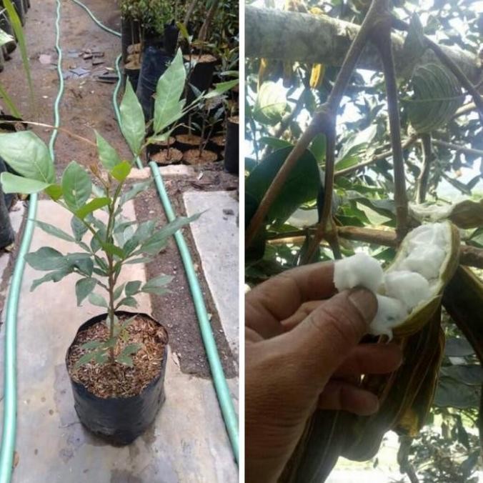 OBRAL TANAMAN BIBIT POHO BUAH SALJU KHAS BALI SSSS ATZX