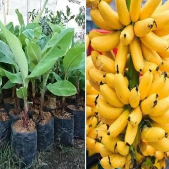 POHON Pisang Emas - Pisang Mas - Bibit Tanaman Buah Pisang Emas ATV