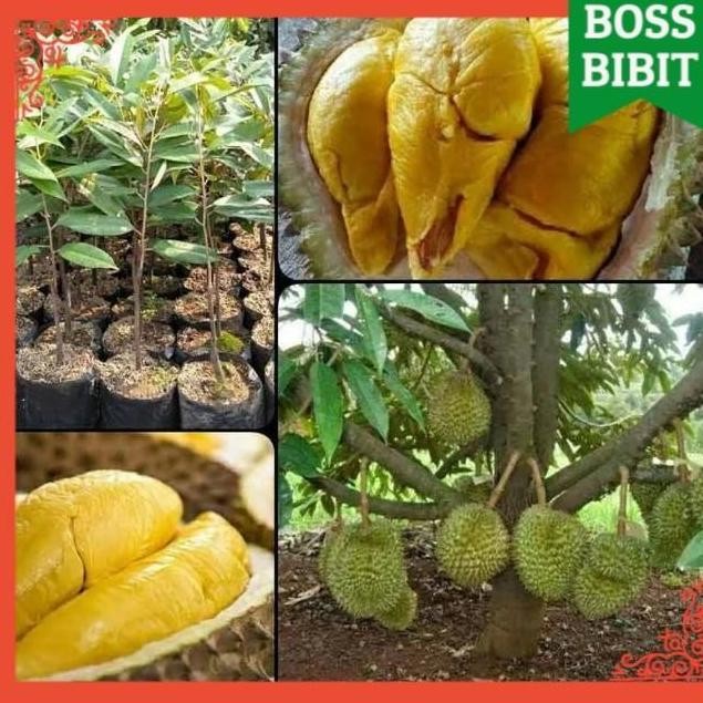 BIBIT Tanaman DURIAN MUSANGKING 70cm SAMBUNG PUCUK Pohon Buah BISA COD