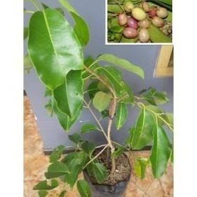 POHON Bibit buah duwet putih duet/jamblang okulasi pohon BISA COD