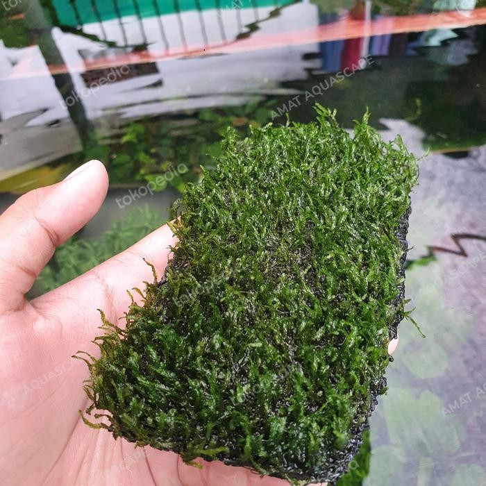 RA Moss Flame Lempeng Pakis Besar Aquascape | Tanaman Aquascape