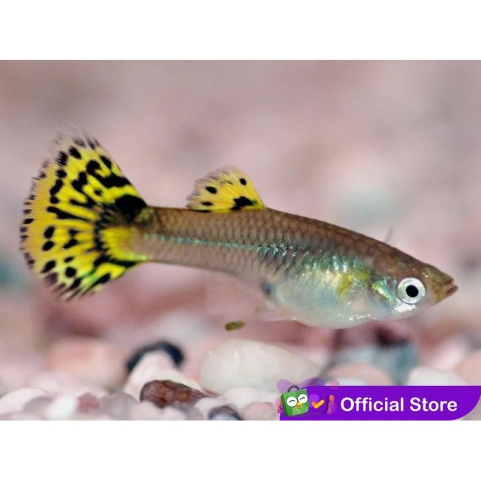 RA Guppy Mini Tiger Endler / Ikan Hias Air Tawar Aquascape