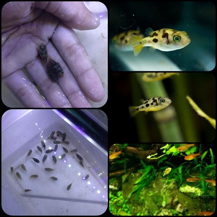 RA ikan hias dwarf puffer india untuk aquarium dan aquascape