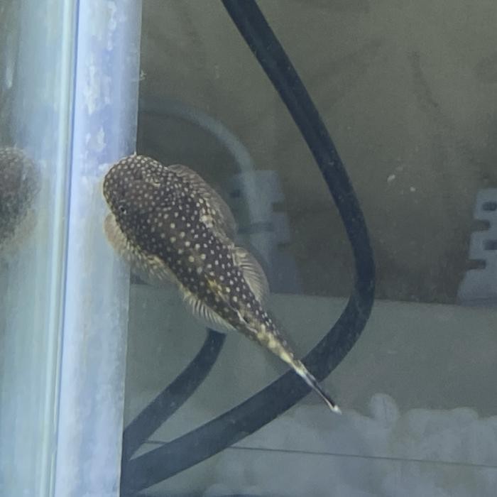 RA ikan borneo sucker aquascape