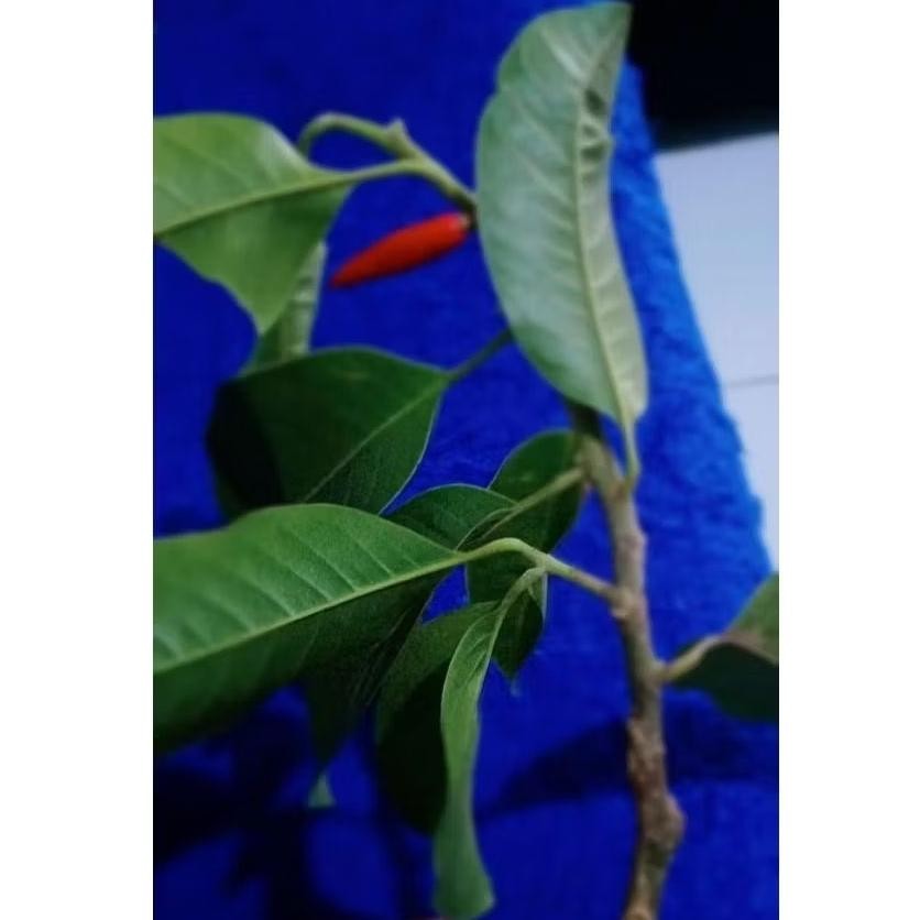 Bibit Tanaman Kembang Gading/Kantil Merah Asli Olkulasi Tempel Cepat Berbunga