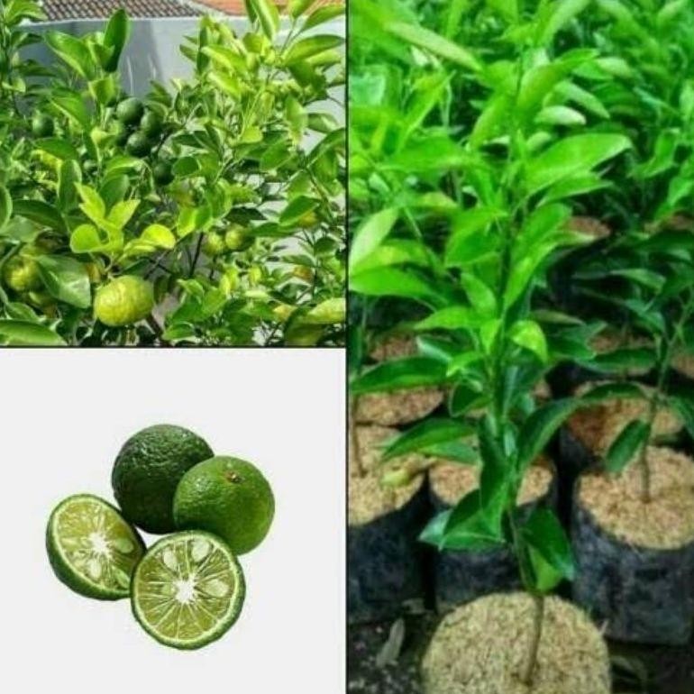 bibit jeruk limau jeruk sambal limau