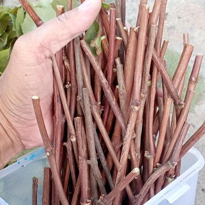 batang tua (cutting) anggur import