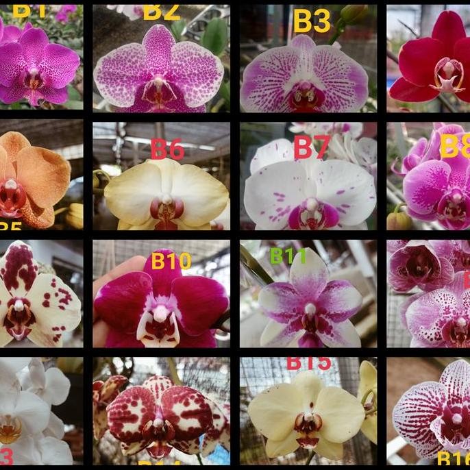 Seedling anggrek bulan hybrid taiwan warna koleksi benih bibit